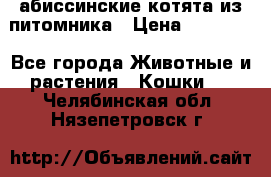 абиссинские котята из питомника › Цена ­ 15 000 - Все города Животные и растения » Кошки   . Челябинская обл.,Нязепетровск г.